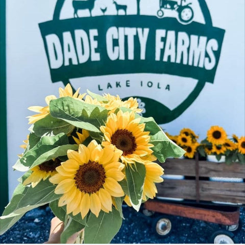04/27- 28 Saturday and Sunday 10-3pm Dade City Farms Sunflower Festival Market